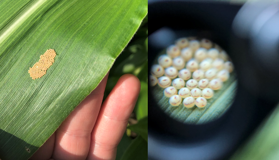 WBC cutworm eggs with magnification
